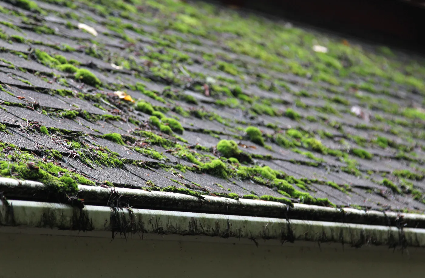 Moss Removal work