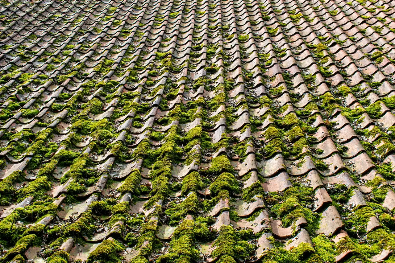 Moss Removal